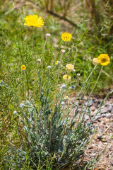 Baileya pleniradiata