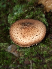 Armillaria gemina