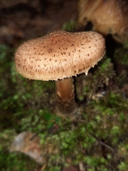 Armillaria gemina