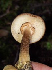 Armillaria gemina