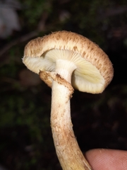 Armillaria gemina