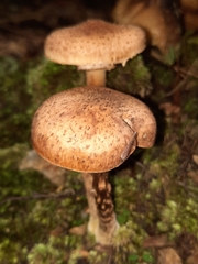 Armillaria gemina