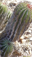 Euphorbia polygona