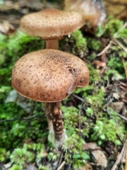 Armillaria gemina