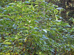 Machilus zuihoensis mushaensis