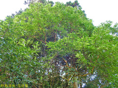 Machilus zuihoensis mushaensis