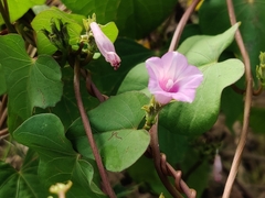 Ipomoea