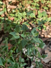 Chenopodium robertianum