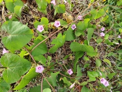 Ipomoea