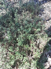 Chenopodium robertianum
