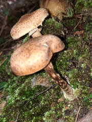 Armillaria gemina