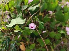 Ipomoea