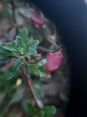 Chenopodium robertianum