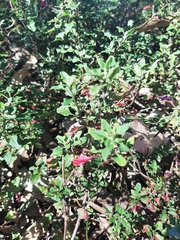 Chenopodium robertianum