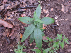 Bouvardia ternifolia