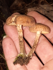 Armillaria gemina