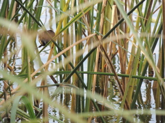 Agelasticus cyanopus