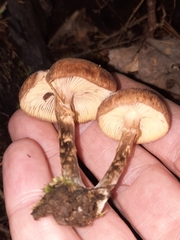 Armillaria gemina