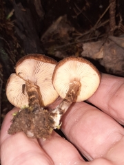 Armillaria gemina