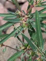 Euphorbia exstipulata
