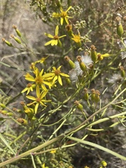 Senecio crassulus