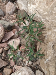 Euphorbia exstipulata