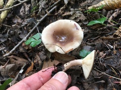 Lactarius mucidus