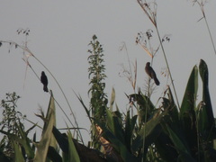 Agelasticus cyanopus