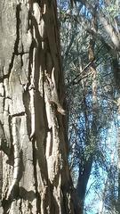 Sceloporus occidentalis