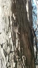 Sceloporus occidentalis