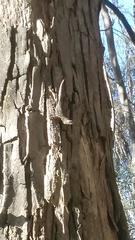 Sceloporus occidentalis