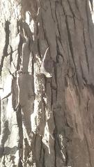 Sceloporus occidentalis