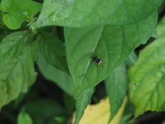Cletomorpha simulans