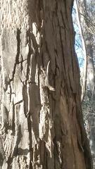 Sceloporus occidentalis