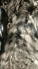 Sceloporus occidentalis