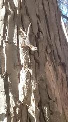 Sceloporus occidentalis