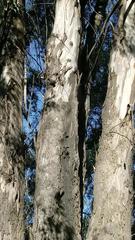 Sceloporus occidentalis