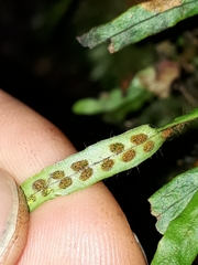 Notogrammitis ciliata