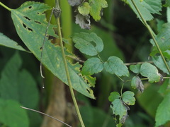 Clematis leschenaultiana