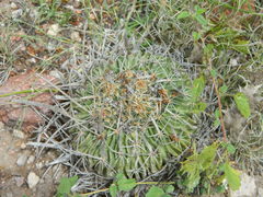 Echinofossulocactus zacatecasensis