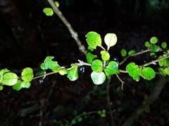 Coprosma spathulata