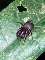 Corinninae
