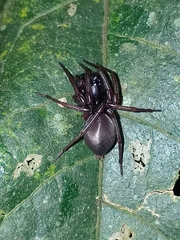 Corinninae