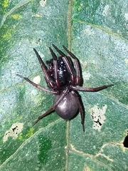 Corinninae