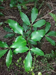 Pseudopanax gilliesii