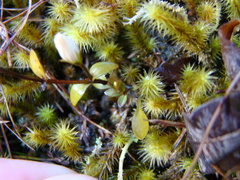 Gentianella bellidifolia
