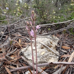 Thelymitra alcockiae