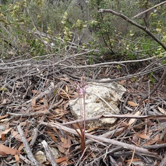 Thelymitra alcockiae