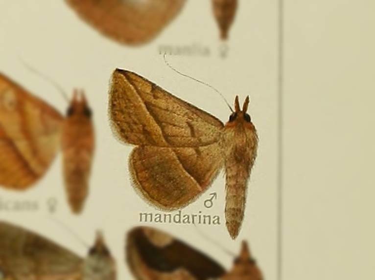 Blasticorhinus mandarina