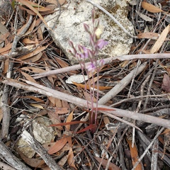 Thelymitra alcockiae